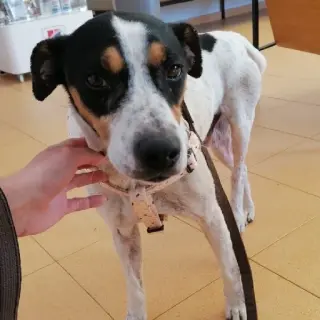 Tango