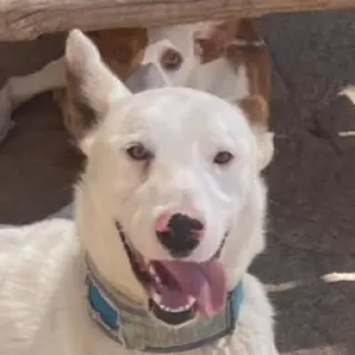 Bartok