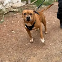 Adopta a Tyson Marrón