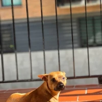 Adopta a Candela