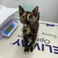 Adopta a Misa