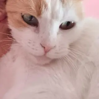 Berta
