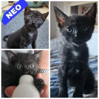 Adopta a Neo
