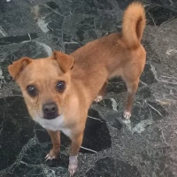 Adopta a Leo