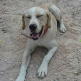 Adopta a Zeus