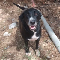 Adopta a Golfo