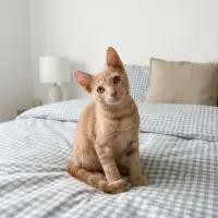 Adopta a Sanji