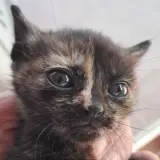 Adopta a Tecla