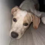 Adopta a Neru
