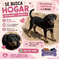 Adopta a Negrita