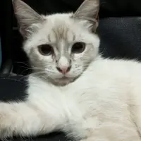Adopta a Mia