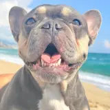 Adopta a Bella