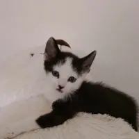 Adopta a Sin Nombre