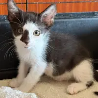 Adopta a Riscle