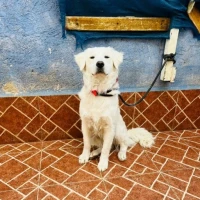 Adopta a Copito