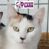 Adopta a Sisi