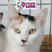 Adopta a Sisi