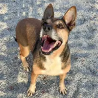 Adopta a Rodolfo