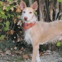 Adopta a Pepe