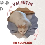 Adopta a Valentín