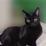 Adopta a Noir