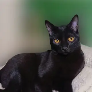 Noir
