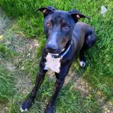 Adopta a Polo