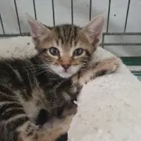 Adopta a Duque