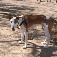 Adopta a Rio