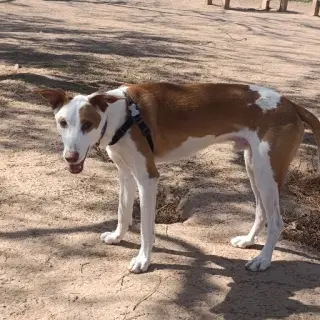 Rio