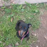 Adopta a Nika