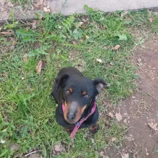 Nika