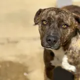 Adopta a Maggie
