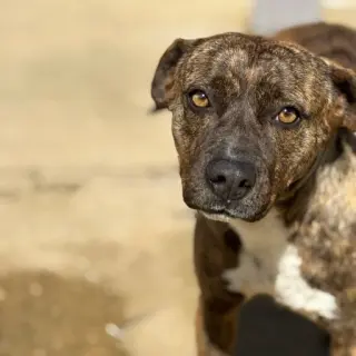 Maggie