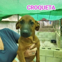 Adopta a Croqueta