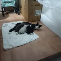Adopta a Simba, Mika, Oreo