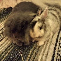 Adopta a Crispi Y Balú