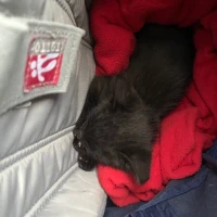 Adopta a Gatito Bebe