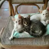Adopta a Blanca, Wight, Tigrou