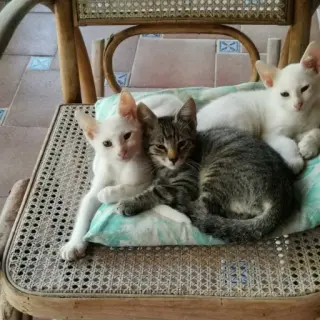 Blanca, Wight, Tigrou