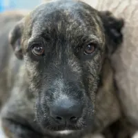 Adopta a Chanel