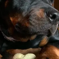 Adopta a Todo