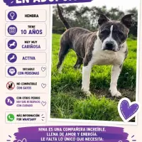 Adopta a Nina