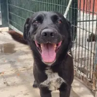 Adopta a Hierro