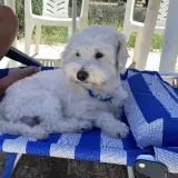 Adopta a Rocky. Preferiblemente Madrid