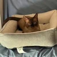 Adopta a Trobbio