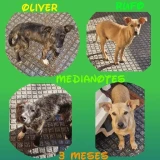 Adopta a Oliver Y Rufo