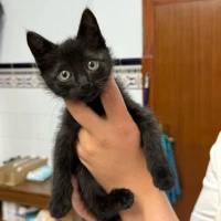 Adopta a Nero