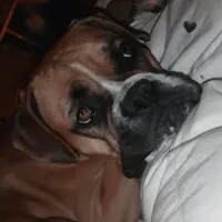 Adopta a Nancy