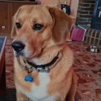 Adopta a Pachu